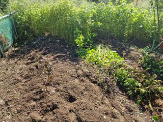 매실향기차향기님의 기타작물 · 영농일지 작성글 사진