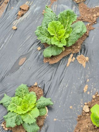 농부님.모두.모두힘님의 기타작물 · 영농일지 작성글 사진