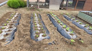 최경숙님의 상추 · 영농일지 작성글 사진