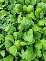 팜모닝 배추·영농일지 게시글 이미지