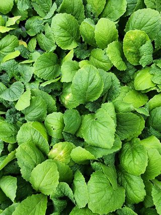 내몸애좋아님의 배추 · 영농일지 작성글 사진