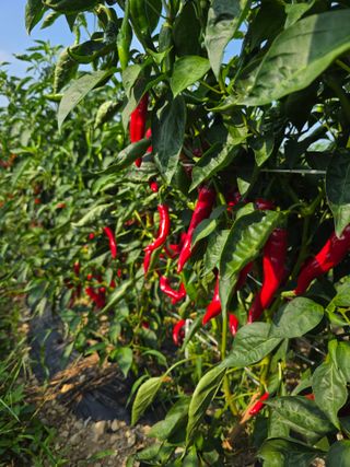 조태현님의 고추 · 영농일지 작성글 사진