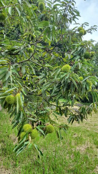 권혜전님의 기타작물 · 영농일지 작성글 사진