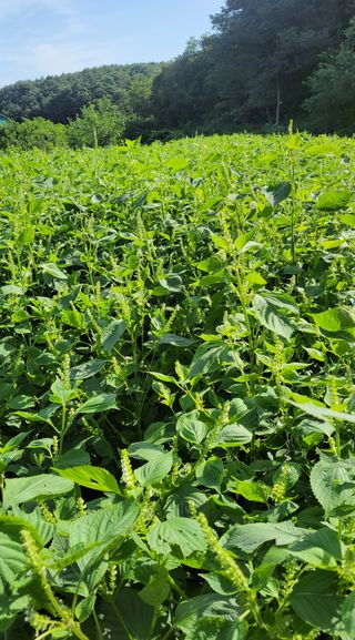 김종명님의 배추 · 영농일지 작성글 사진