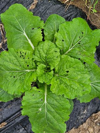 김해열님의 기타작물 · 영농일지 작성글 사진