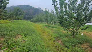 장정규님의 복숭아 · 영농일지 작성글 사진