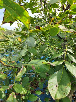 김영옥님의 기타작물 · 영농일지 작성글 사진
