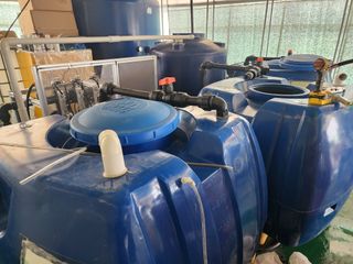 일산딸기사랑님의 딸기 · 영농일지 작성글 사진