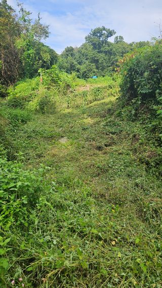 원감사님의 기타작물 · 영농일지 작성글 사진