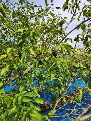 김영옥님의 기타작물 · 영농일지 작성글 사진