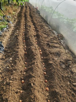 전선경님의 파 · 영농일지 작성글 사진