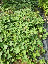 팜모닝 기타작물·영농일지 게시글 이미지