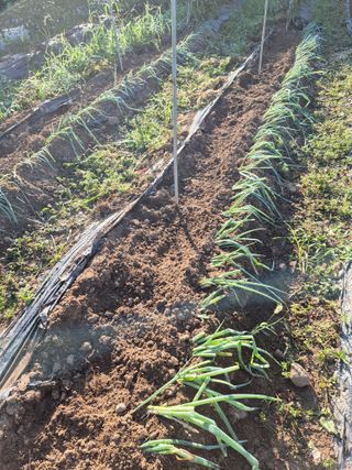 농부님.모두.모두힘님의 고구마 · 영농일지 작성글 사진