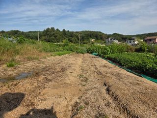 김윤회님의 상추 · 영농일지 작성글 사진