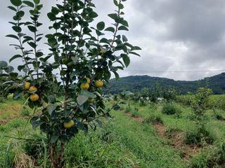 제키님의 기타작물 · 영농일지 작성글 사진