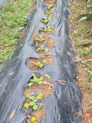 농부님.모두.모두힘님의 기타작물 · 영농일지 작성글 사진