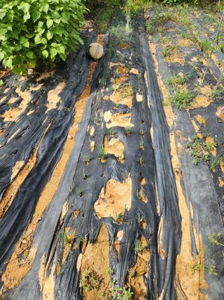 김영옥님의 기타작물 · 영농일지 작성글 사진