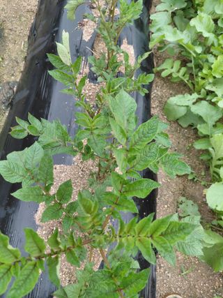 좋은인연원님의 감자 · 영농일지 작성글 사진