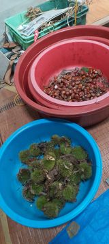 팜모닝 기타작물·영농일지 게시글 이미지