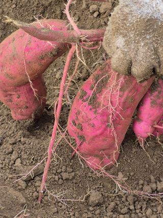 농부님.모두.모두힘님의 기타작물 · 영농일지 작성글 사진