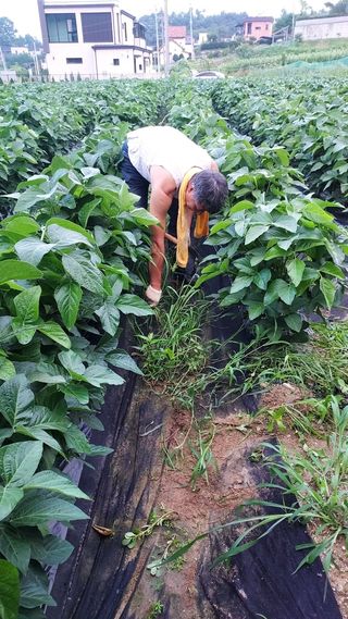 이기은님의 콩 · 영농일지 작성글 사진