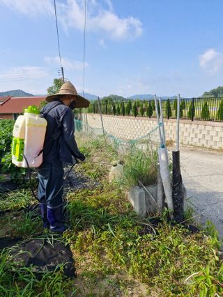 이기은님의 콩 · 영농일지 작성글 사진