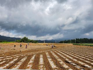 참깨15379님의 기타작물 · 영농일지 작성글 사진