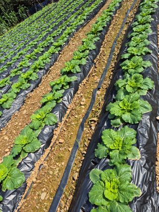 엘림농장님의 배추 · 영농일지 작성글 사진