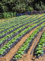 팜모닝 배추·영농일지 게시글 이미지