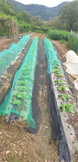 정천복님의 기타작물 · 영농일지 작성글 사진