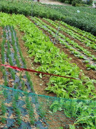 이상응님의 마늘 · 영농일지 작성글 사진