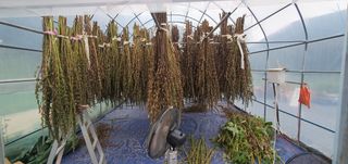 경북문경 이종혁님의 참깨 · 영농일지 작성글 사진