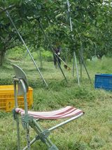 팜모닝 감·영농일지 게시글 이미지