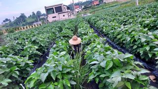 이기은님의 콩 · 영농일지 작성글 사진