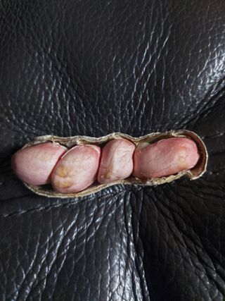 미카엘농장님의 기타작물 · 영농일지 작성글 사진