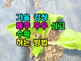 팜모닝 배추·영농일지 게시글 이미지