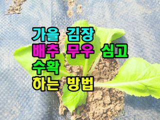 꿈꾸는텃밭님의 배추 · 영농일지 작성글 사진
