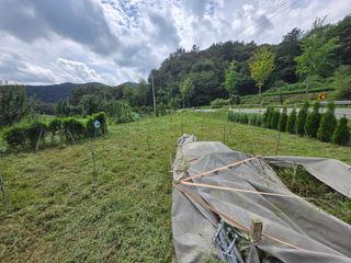 강호지인님의 기타작물 · 영농일지 작성글 사진