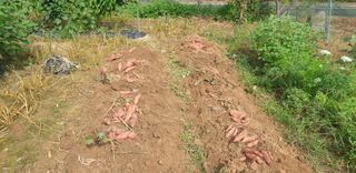 정천복님의 기타작물 · 영농일지 작성글 사진