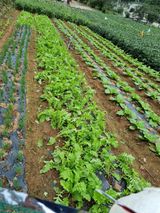 팜모닝 마늘·영농일지 게시글 이미지