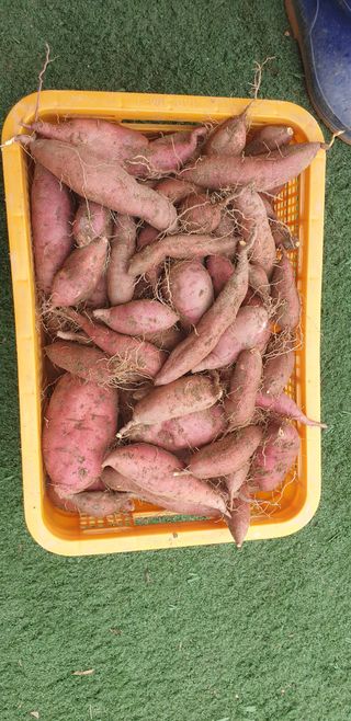 정천복님의 기타작물 · 영농일지 작성글 사진