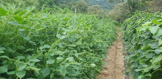 정천복님의 기타작물 · 영농일지 작성글 사진