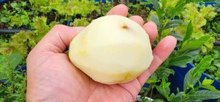 고동옥님의 기타작물 · 영농일지 작성글 사진