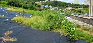 박종화님의 기타작물 · 영농일지 작성글 사진