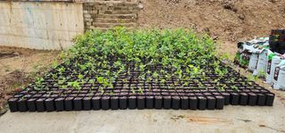 고동옥님의 기타작물 · 영농일지 작성글 사진