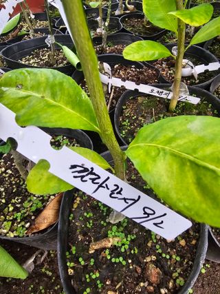 마로니에농원님의 기타작물 · 영농일지 작성글 사진