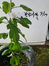 팜모닝 기타작물·영농일지 게시글 이미지