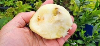 고동옥님의 기타작물 · 영농일지 작성글 사진