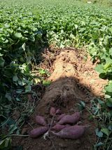 팜모닝 고구마·영농일지 게시글 이미지