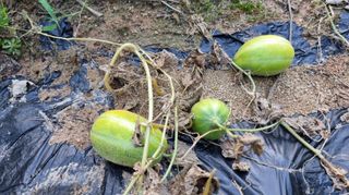 아침농원님의 기타작물 · 영농일지 작성글 사진